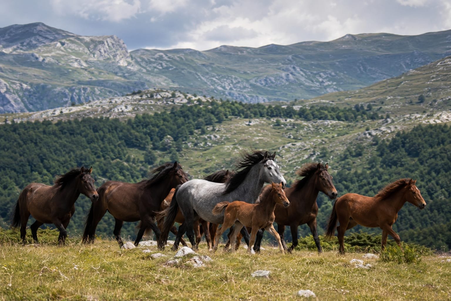 Wild Horse Tour im bosnischen Hochland
